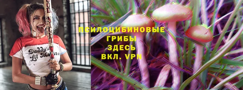 Галлюциногенные грибы Psilocybe  Власиха 